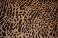 Frakkeuld med lang luv - leopard
