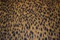 Frakkeuld med lang luv - leopard