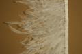 Fjerbort struds  (ca. 10-15cm) - Offwhite